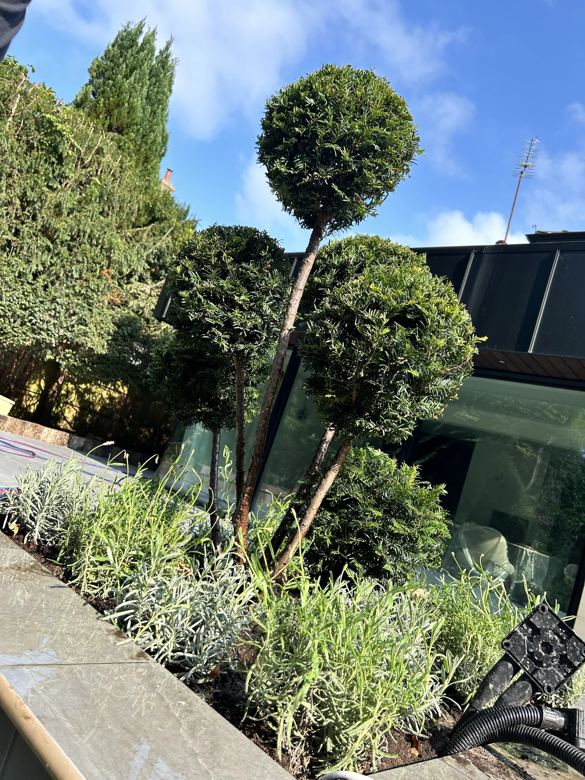 Soft landscaping work in Stockport (5)